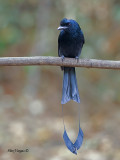 Greater Racket-tailed Drongo - 2011 - adult - half-way Rackets