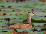 Cotton Pygmy-goose - female - 2011