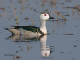 Cotton Pygmy-goose - male - 2011