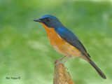 Hill Blue-Flycatcher - male - 2011