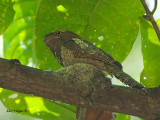 Javan Frogmouth - 2011