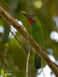 Red-throated Barbet - male - 2011