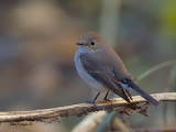 Red-throated Flycatcher - 2011 - non breed - 2