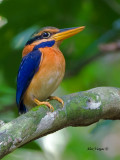 Rufous-collared Kingfisher - male - 4