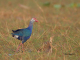 Grey-headed Swamphen - 2011 - breed