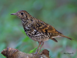 Whites Thrush - 2