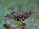 Whites Thrush - 4