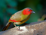 Red-faced Liocichla - 2011 - in harsh light