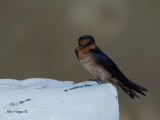 Pacific Swallow - 3