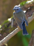 Rufous-gorgeted Flycatcher - male - 2011 - back view