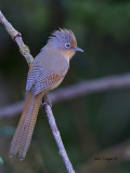 Spectacled Barwing - 2011 - back view