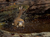 Lesser-necklaced Laughingthrush - 2011 -  bath time