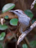 Banded Bay Cuckoo - 2011 - alert