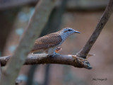 Banded Bay Cuckoo - 2011 - hiding