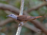 Banded Bay Cuckoo - 2011
