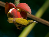 Grey-breasted Spiderhunter - 5