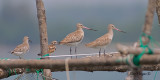 Great Knot and Bar-tailed Godwit