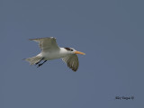 Lesser Crested Tern - flight