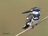 Pied Kingfisher - 2011