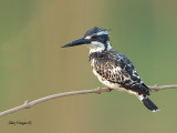 Pied Kingfisher - 2011 - 3