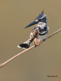 Pied Kingfisher - 2011 - 4