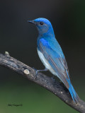 Blue-and-White Flycatcher - male - profile