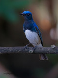 Blue-and-White Flycatcher - male - white display