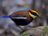 Banded Pitta - male - 2011