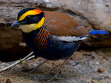 Banded Pitta - male - 2011 - on the ground