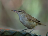 Oriental Reed-Warbler - 2011