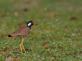 Red-wattled Lapwing - 2011 - 2