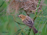 Asian Golden Weaver - female - 2011