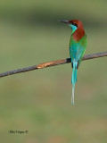 Blue-throated Bee-eater - back view
