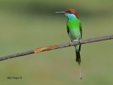 Blue-throated Bee-eater - profile