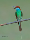 Blue-throated Bee-eater - calling