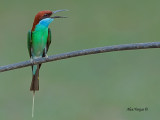 Blue-throated Bee-eater - sing