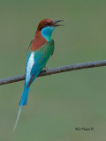 Blue-throated Bee-eater