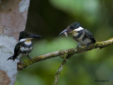 Green Kingfisher 2010 - female & Chick
