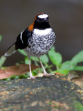 Chestnut-naped Forktail - male - 2011 - 7