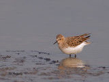 Rufous-necked Stint - breed - 2 - 2011