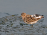 Rufous-necked Stint - breed - 2011