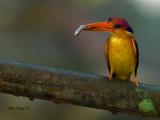 Black-backed Dwarf Kingfisher - 2011