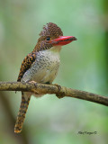 Banded Kingfisher - female - 3