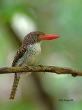 Banded Kingfisher - female  - 4