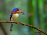 Banded Kingfisher - male - 4