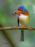 Banded Kingfisher - male - 3