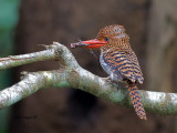 Banded Kingfisher - female - 5