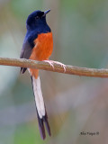 White-rumped Shama - male - 2011