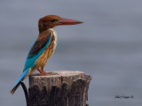 White-throated Kingfisher - juvenile - 2011