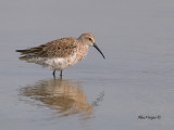 Curlew Sandpiper - non breed - 2011